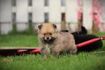 Mini Pomeranians, Dwergkeesjes, Erkend Belgisch Fokker, Dieren en Toebehoren, Honden | Poolhonden, Keeshonden en Oertypen, Parvo
