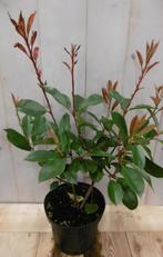 Photinia fraseri Red Robin rood 40 cm - Warentuin Natuurlijk, Tuin en Terras, Planten | Bomen, Verzenden