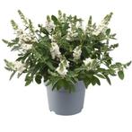 Vlinderstruik Buddleia davidii Chrysalis™ White: Een Pare., Ophalen of Verzenden, Vaste plant, Siergrassen, Halfschaduw