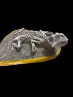 Zeldzaam fossiel bot van Psittacosaurus met rode