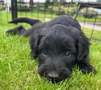 Puppys Mini Labradoodle x Labradoodle/Australian Shepherd, Parvo, 8 tot 15 weken, Meerdere, Meerdere dieren
