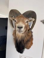 Mouflon Taxidermie volledige montage - Mouflon - 45 cm - 35, Nieuw