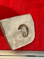Ammoniet - Gefossiliseerd dier - Hamites parkinsoni Fleming,
