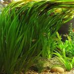 Aquariumplant - Vallisneria Spiralis bos, Dieren en Toebehoren, Vissen | Aquaria en Toebehoren, Nieuw, Sierelement, Verzenden
