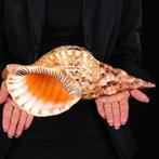 Gigantisch formaat - Triton Marine Shell Zeeschelp - Extra, Verzamelen, Nieuw