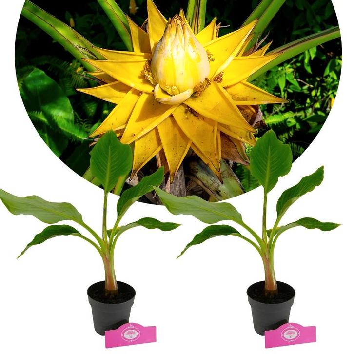 Musella lasiocarpa + pot 13cm 2 pcs, Tuin en Terras, Planten | Fruitbomen, Volle zon, Verzenden
