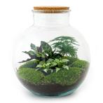 DIY terrarium - Bolder Bob -  30 cm - Rake + Shovel, Verzenden