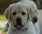 Gele Labrador Pups - Kies Zorgvuldig / Kies met Stamboom., Nederland, Parvo, 8 tot 15 weken, Labrador retriever