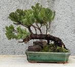 Jeneverbes bonsai (Juniperus) - Hoogte (boom): 10 cm -