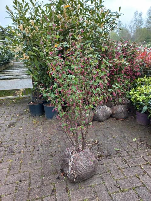Ribes sanguineum King Edward VII aalbes, Tuin en Terras, Planten | Struiken en Hagen, Ophalen
