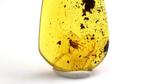 Authentieke Baltische amber met fossiele, Verzamelen