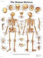 Anatomie poster skelet (Engels, gelamineerd, 50x67 cm) + ..., Sport en Fitness, Overige Sport en Fitness, Verzenden, Nieuw