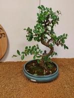 Japanese iep bonsai (Zelkova) - Hoogte (boom): 38 cm -