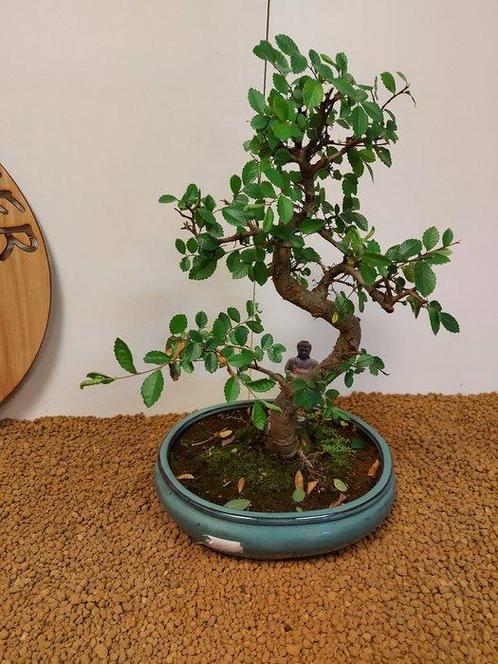 Japanese iep bonsai (Zelkova) - Hoogte (boom): 38 cm -, Antiek en Kunst, Curiosa en Brocante