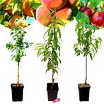 Exotische fruitbomen Abrikoos Perzik Nectarine, Tuin en Terras, Planten | Fruitbomen, Volle zon, Verzenden