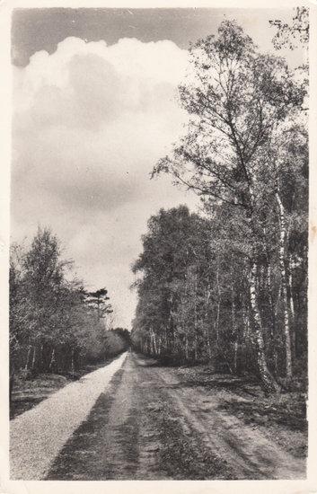 HOENDERLOO - HOGE VELUWE - Langs het Rijwielpad, Verzamelen, Ansichtkaarten | Nederland, Verzenden