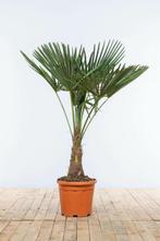 Chinese Waaierpalm / Trachycarpus Fortunei op stam 100-125