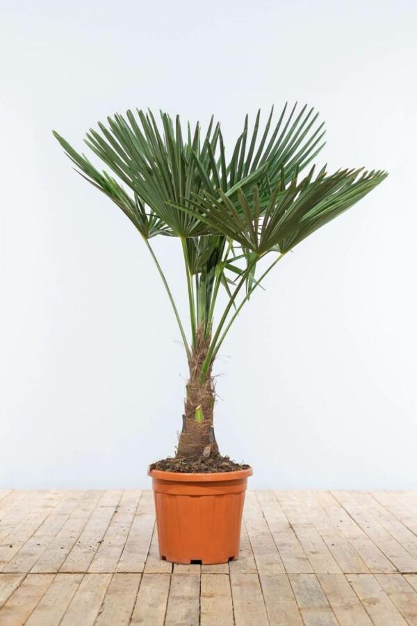 Chinese Waaierpalm / Trachycarpus Fortunei op stam 100-125, Tuin en Terras, Planten | Tuinplanten