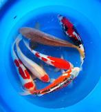 Hirasawa Marusei 45-55cm (Japanse Koi), Karper of Koi