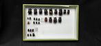 Brazil Beetles Dynastidae Collection (39x26 cm ) - Diorama -, Nieuw