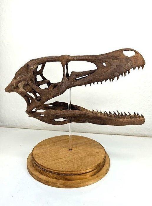 Dinosaurus - Fossiele schedel - Velociraptor mongoliensis -, Verzamelen, Mineralen en Fossielen