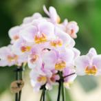 Kolibri Orchids | Set van roze orchidee Andorra en Succulent, Verzenden