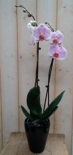 Orchidee Phalaenopsis in zwart potje Waterntuin Natuurlijk -, Verzenden