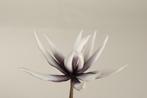 Cactus flower dark purple 16cm. 10 stuks foam, Ophalen of Verzenden, Nieuw