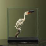 Guyanapepervreter Skelet Taxidermie Opgezette Dieren By Max, Verzamelen, Dierenverzamelingen, Ophalen of Verzenden, Nieuw, Vogel