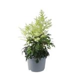 Astilbe arendsii Astary® White  Winterharde Pracht voor U.., Tuin en Terras, Overige soorten, Volle zon, Vaste plant, Ophalen of Verzenden