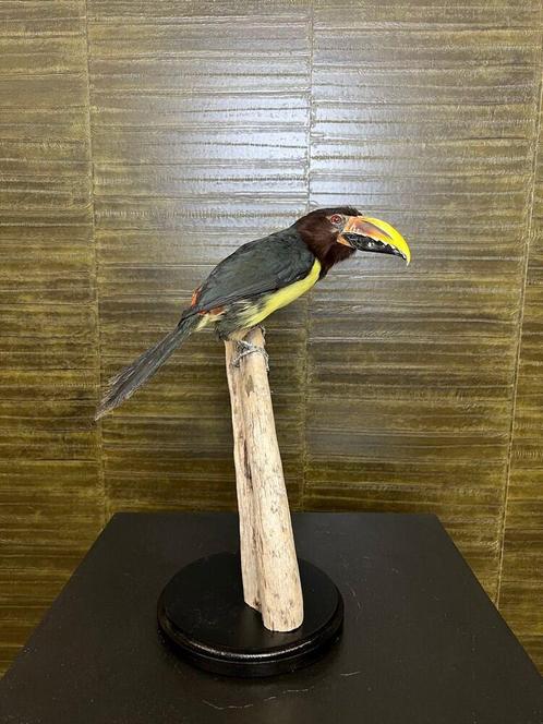 Groene arassari Taxidermie Opgezette Dieren By Max, Verzamelen, Dierenverzamelingen, Opgezet dier, Nieuw, Vogel, Ophalen of Verzenden
