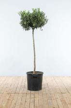 Olijfboom / Olea Europaea op stam 150-175 cm
