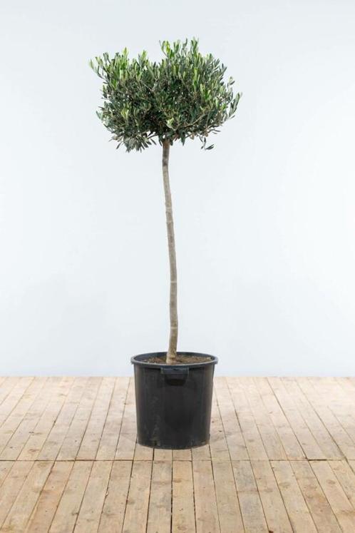 Olijfboom / Olea Europaea op stam 150-175 cm, Tuin en Terras, Planten | Tuinplanten