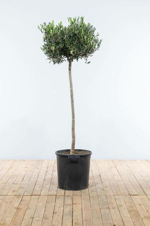 Olijfboom Olea Europea Op stam 10-15 150-175 Pot, Tuin en Terras, Planten | Tuinplanten