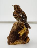 Peppola vrouw Taxidermie volledige montage - Fringilla, Nieuw