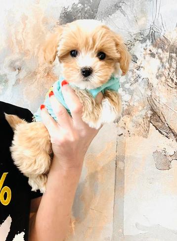 Super mooi, speels en gezond maltipoo reutje beschikbaar voor biedingen