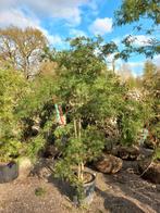 Acer palmatum red pigmy japanse esdoorn, Tuin en Terras, Ophalen