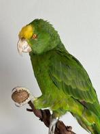 Dubbele Geelkop Amazone Papegaai Taxidermie volledige, Nieuw