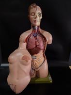 Anatomisch model - Somso - Plast - 1960-1970 - Compleet, Antiek en Kunst