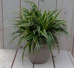 Chlorophytum in taupe pot 25 cm, Verzenden