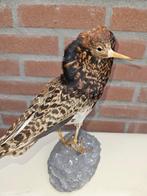 kemphaan Taxidermie volledige montage - Calidris pugnax -, Nieuw