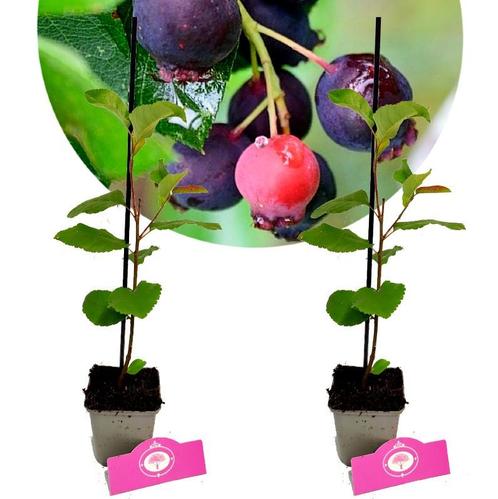Amelanchier Prince William + Pot 9cm 2 stuks, Tuin en Terras, Planten | Fruitbomen, Halfschaduw, Verzenden