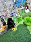 Prachtige pomeriaan puppy | Teefje | Mooi gemixte vacht |