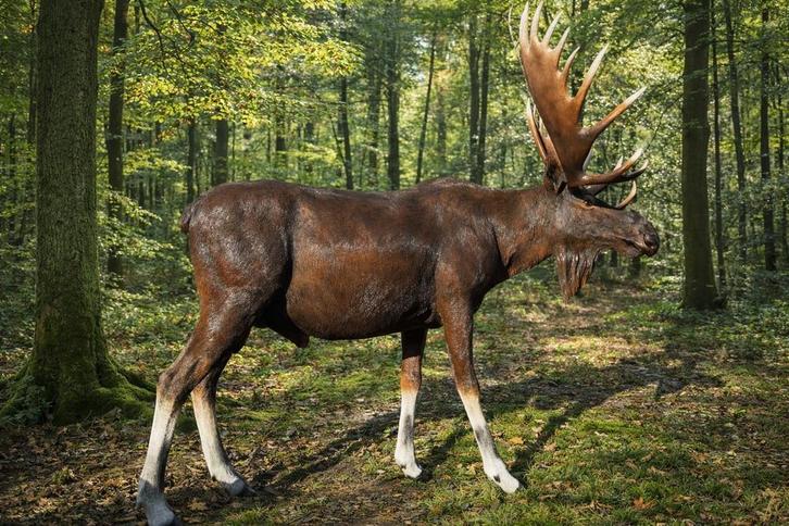 Prachtige groot Eland beeld, Tuin en Terras, Tuinbeelden, Dierenbeeld, Nieuw, Kunststof, Ophalen of Verzenden