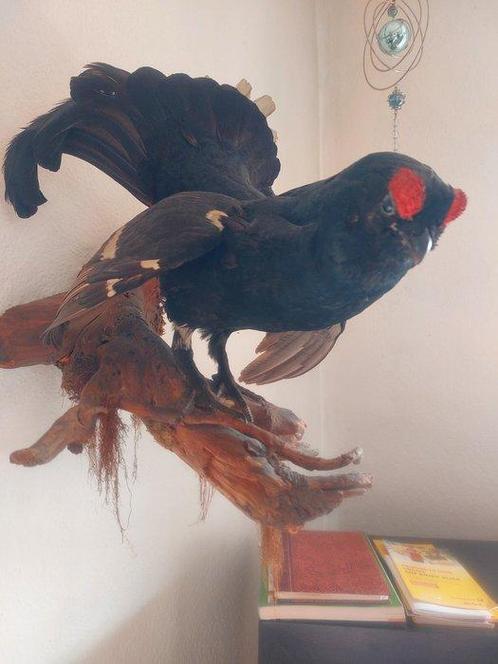 Ruigpoothoender Taxidermie wandmontage - Lyrurus tetrix - 50, Verzamelen, Dierenverzamelingen