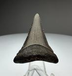 Witte haai - Fossiele tand - 3.3 cm - 2.7 cm (Zonder, Verzamelen, Mineralen en Fossielen