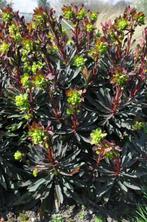Amandelwolfsmelk Euphorbia amygdaloides Purpurea Pot, Tuin en Terras