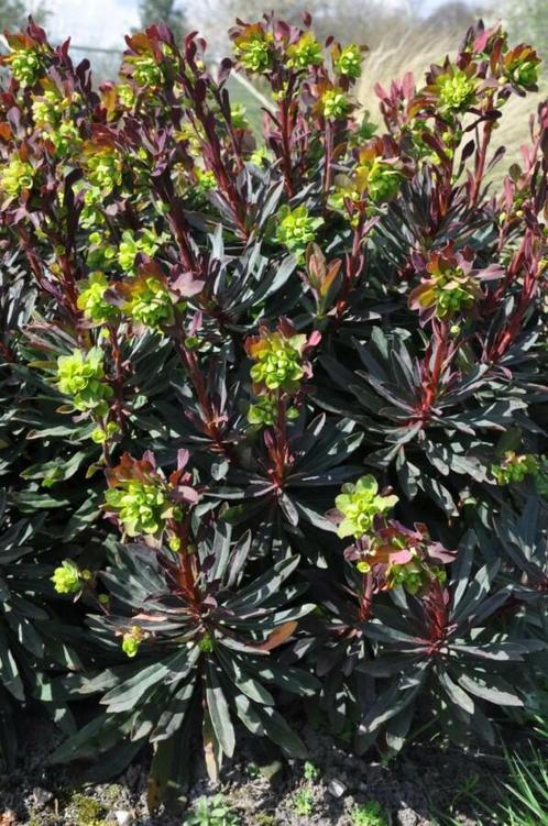 Amandelwolfsmelk Euphorbia amygdaloides Purpurea Pot, Tuin en Terras, Planten | Tuinplanten