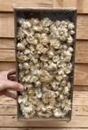 Droogbloem | helichrysum koppen wit | 100 gram