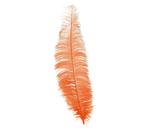 Oranje Struisvogelveren 40cm 12st, Nieuw, Verzenden